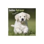 Golden Retriever Puppy-kalender 2018, Ophalen of Verzenden, Jaarkalender, Nieuw