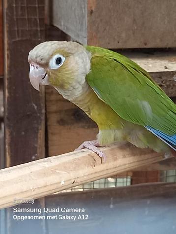 Pyrrhura