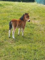 shetlander hengsten, Dieren en Toebehoren, Hengst