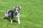 Australische herder kruising husky pups, Dieren en Toebehoren, België, 15 weken tot 1 jaar, Meerdere, Meerdere dieren