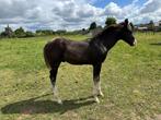 Hengst Veulen( vader believe in Lazy ), Dieren en Toebehoren, Paarden, Gechipt, 0 tot 2 jaar, Hengst, Westernpaard