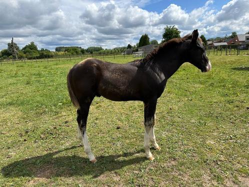 Hengst Veulen( vader believe in Lazy ), Dieren en Toebehoren, Paarden, Hengst, Onbeleerd, 0 tot 2 jaar, Westernpaard, Met stamboom
