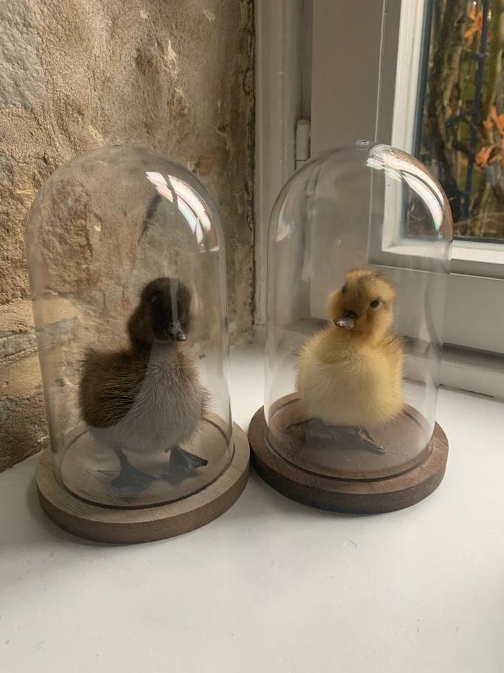 Taxidermie eendenkuikentjes stolp houten voet can’art, Antiek en Kunst, Curiosa en Brocante, Ophalen of Verzenden