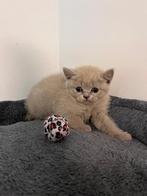 Britse korthaar kittens, Dieren en Toebehoren, Katten en Kittens | Raskatten | Korthaar, Meerdere dieren, Gechipt, 0 tot 2 jaar
