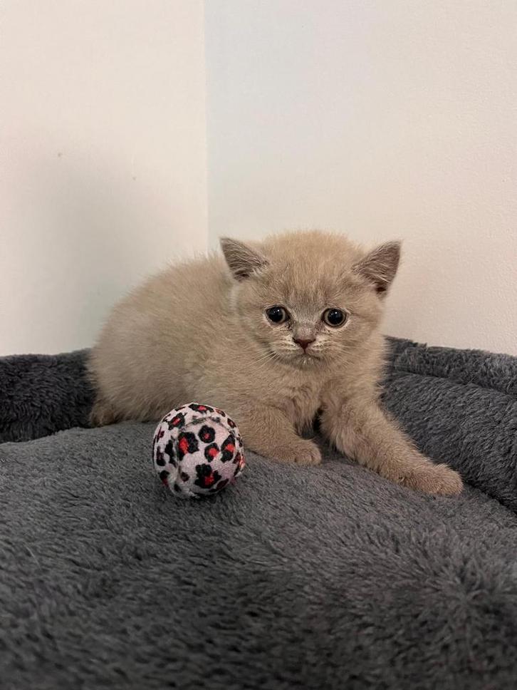 Britse korthaar kittens, Dieren en Toebehoren, Katten en Kittens | Raskatten | Korthaar, Meerdere dieren, 0 tot 2 jaar, Gechipt