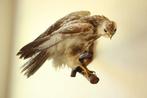 Taxidermie opgezette roofvogel, Verzamelen, Dierenverzamelingen, Ophalen of Verzenden, Gebruikt, Opgezet dier