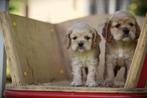 Amerikaanse Cocker puppies, Dieren en Toebehoren, België, 8 tot 15 weken, CDV (hondenziekte), Meerdere