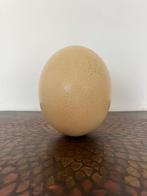 Struisvogelei Ei Struisvogelvogel, Ophalen of Verzenden, Gebruikt, Overige typen