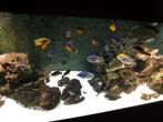 Aquarium Chiclides, Ophalen, Gebruikt, Gevuld zoetwateraquarium