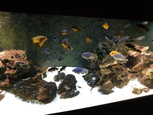 Aquarium Chiclides, Dieren en Toebehoren, Vissen | Aquaria en Toebehoren, Gebruikt, Gevuld zoetwateraquarium, Ophalen