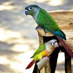 Jonge Purrhuras/Molina Conures