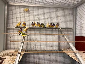 Gouldamadines (mannetjes) beschikbaar voor biedingen