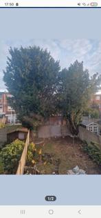 snoeien, Tuin en Terras, Ophalen of Verzenden