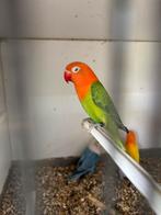 Jongen Fischerie, Dieren en Toebehoren, Vogels | Parkieten en Papegaaien