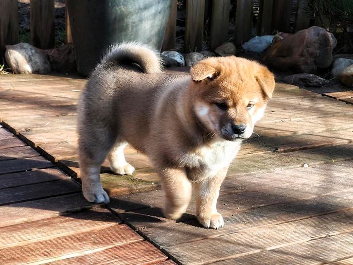 Chiots Shiba Inu avec pedigree et tests de santé de la FCI, Animaux & Accessoires, Chiens | Huskys, Loulous & Types primitifs