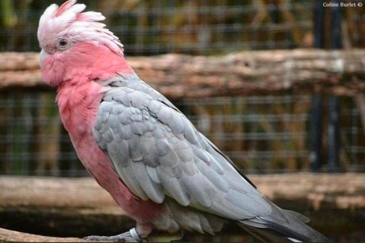 Je recherche des oiseaux à donner contre bons soins, Dieren en Toebehoren, Vogels | Parkieten en Papegaaien