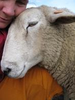 schapen - ooien - lammeren handtam, Dieren en Toebehoren, Schapen, Geiten en Varkens, Schaap, Meerdere dieren, 0 tot 2 jaar