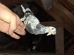 Duiven te koop, bermingham rollers, Meerdere dieren, Tuimelaar of Roller