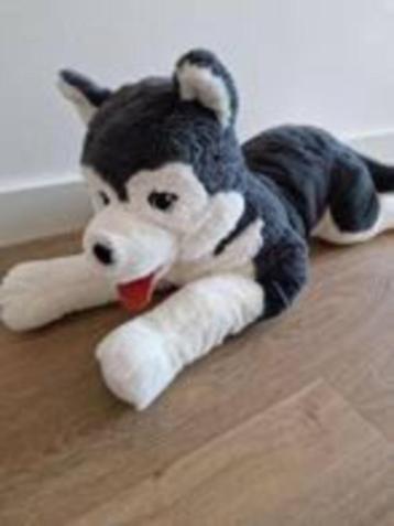 Knuffel Husky hond beschikbaar voor biedingen