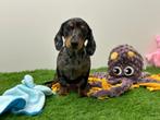 Dwergteckel pups, Dieren en Toebehoren, België, 8 tot 15 weken, Korthaar, CDV (hondenziekte)