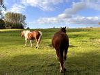 2 brave paarden te koop, Dieren en Toebehoren, Niet van toepassing, 160 tot 165 cm, 11 jaar of ouder, Recreatiepaard