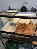 Terrarium avec grenouille taureau africaine, Enlèvement, Comme neuf