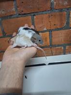 Jonge dwergratjes, verschillende kleurtjes, handtam, Dieren en Toebehoren, Knaagdieren, December, Rat, Tam