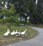 ganzen, Meerdere dieren, Gans of Zwaan