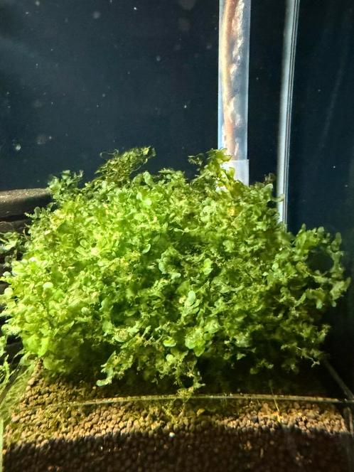 Pelia mos ( levermos), Dieren en Toebehoren, Vissen | Aquaria en Toebehoren, Ophalen of Verzenden