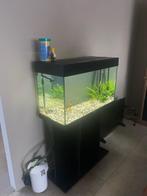 Juwel Aquarium, Dieren en Toebehoren, Ophalen, Gebruikt, Gevuld zoetwateraquarium