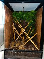 Terrarium 60x40x40, Dieren en Toebehoren, Reptielen en Amfibieën | Toebehoren, Ophalen, Zo goed als nieuw, Terrarium of Paludarium