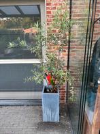 Olijfboom in mooie pot, Tuin en Terras, Ophalen, Zo goed als nieuw