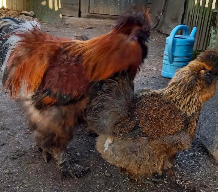 zijdehoen, Animaux & Accessoires, Volatiles, Poule ou poulet, Plusieurs animaux