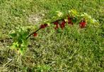 Groseillers, baies rouges, Ophalen, Minder dan 100 cm, Lente, Overige soorten