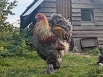 Brahma haan, Dieren en Toebehoren, Pluimvee