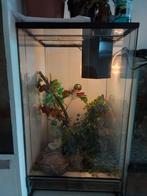 Glazen terrarium, Dieren en Toebehoren, Ophalen, Zo goed als nieuw