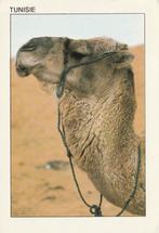 KAMEEL  in  ZUID-TUNESIE   + Mooie postzegel !, Verzamelen, Postkaarten | Dieren, Verzenden, 1980 tot heden, Gelopen, Wild dier