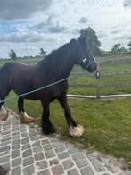 Wandelpaard