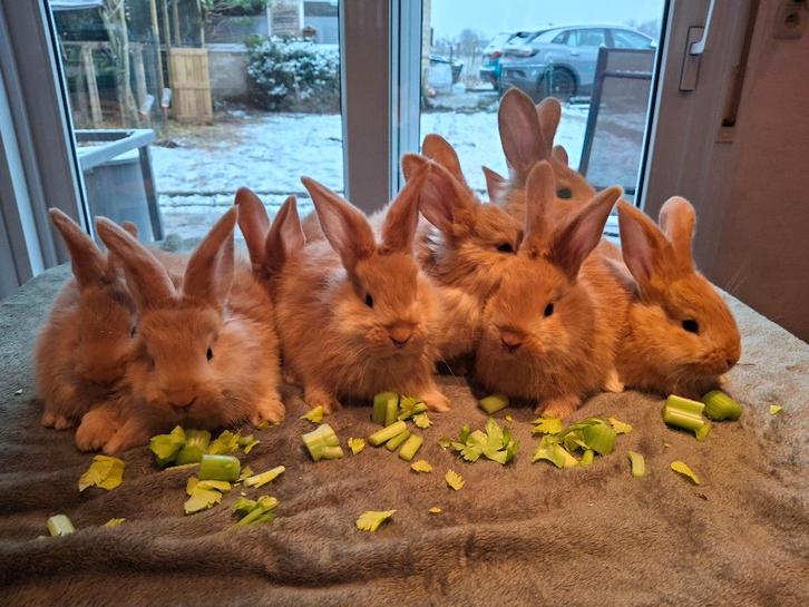 Vlaamse reus (gevaccineerd), Dieren en Toebehoren, Konijnen, Groot, Meerdere dieren, 0 tot 2 jaar