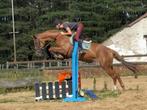6 jarige merrie, Dieren en Toebehoren, Paarden, Merrie, B
