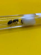 Camponotus Ligniperda koningin met broed, Dieren en Toebehoren, Insecten en Spinnen, Mieren