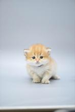 Brits langhaar / British longhair Golden chinchilla, Dieren en Toebehoren, Katten en Kittens | Raskatten | Korthaar, Meerdere dieren