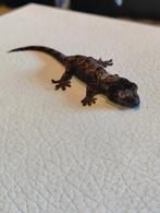 Gecko chahoua, Lézard, 0 à 2 ans