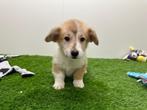 Welsh Corgi pups, Dieren en Toebehoren, Honden | Herdershonden en Veedrijvers, België, Reu, 8 tot 15 weken, CDV (hondenziekte)