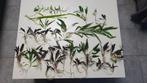 Aquariumplanten, Dieren en Toebehoren, Ophalen, Nieuw, Plant(en), Steen of Hout