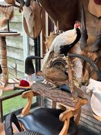 Taxidermie fazant koppel, Ophalen