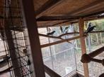 Halsbanden, Dieren en Toebehoren, Vogels | Parkieten en Papegaaien, Meerdere dieren, Parkiet
