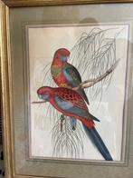 John Gould : Lithographie Couleur Perroquets Tropicaux, Antiquités & Art, Enlèvement ou Envoi