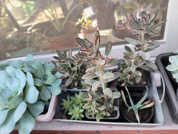 Kalanchoë tomentosa beschikbaar voor biedingen
