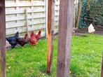 2 legkippen te koop, Dieren en Toebehoren, Kip